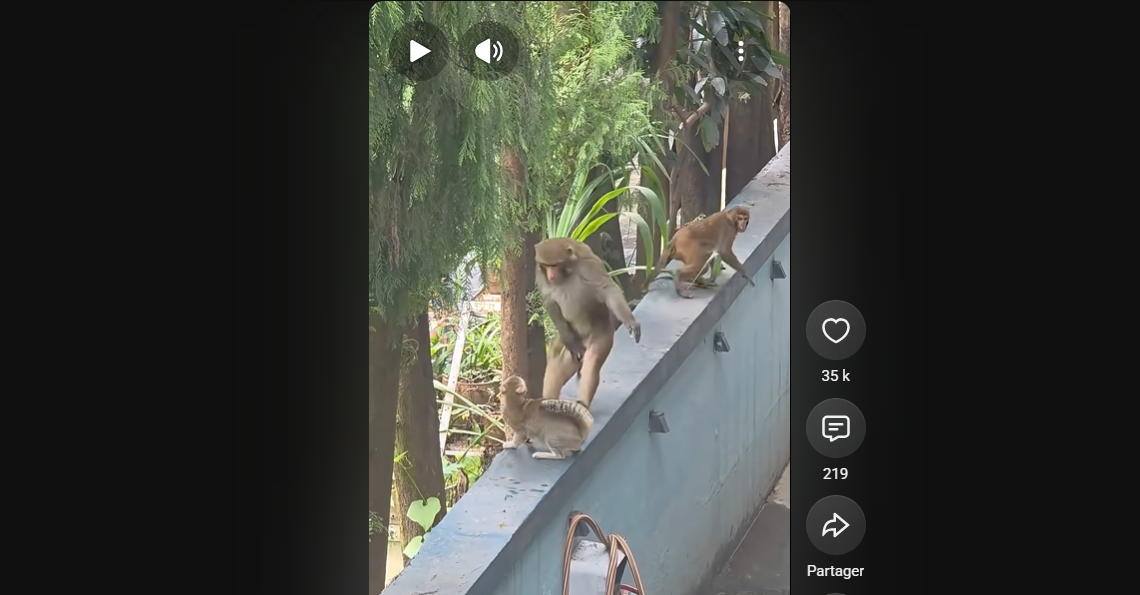 Cat vs Large Monkey