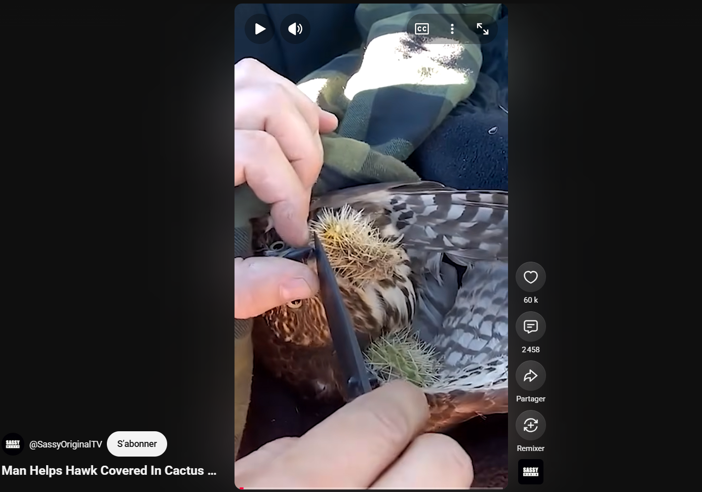 Man Helps Hawk Covered In Cactus Bristles.png