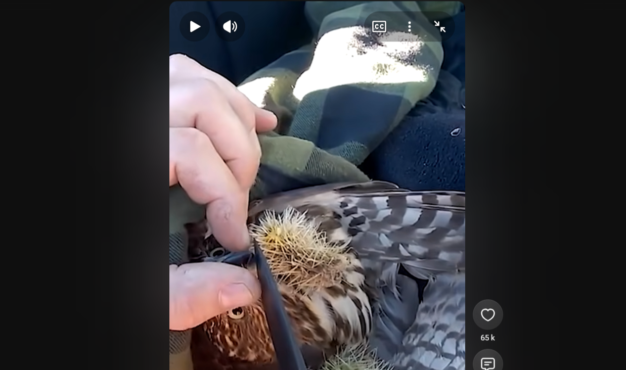Man Helps Hawk Covered in Cactus Bristles